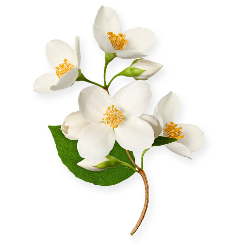 Jasmine