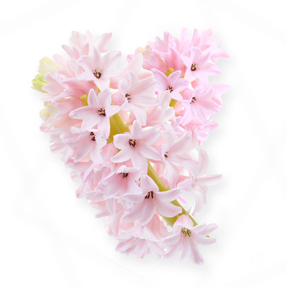 Hyacinth