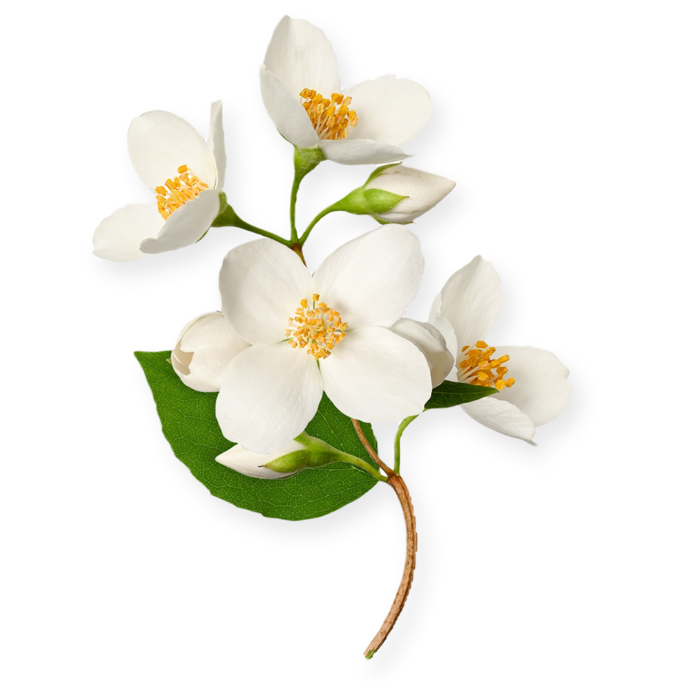 Jasmine