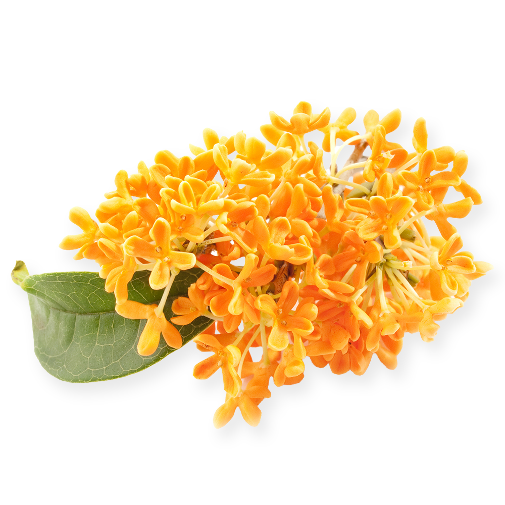 Osmanthus