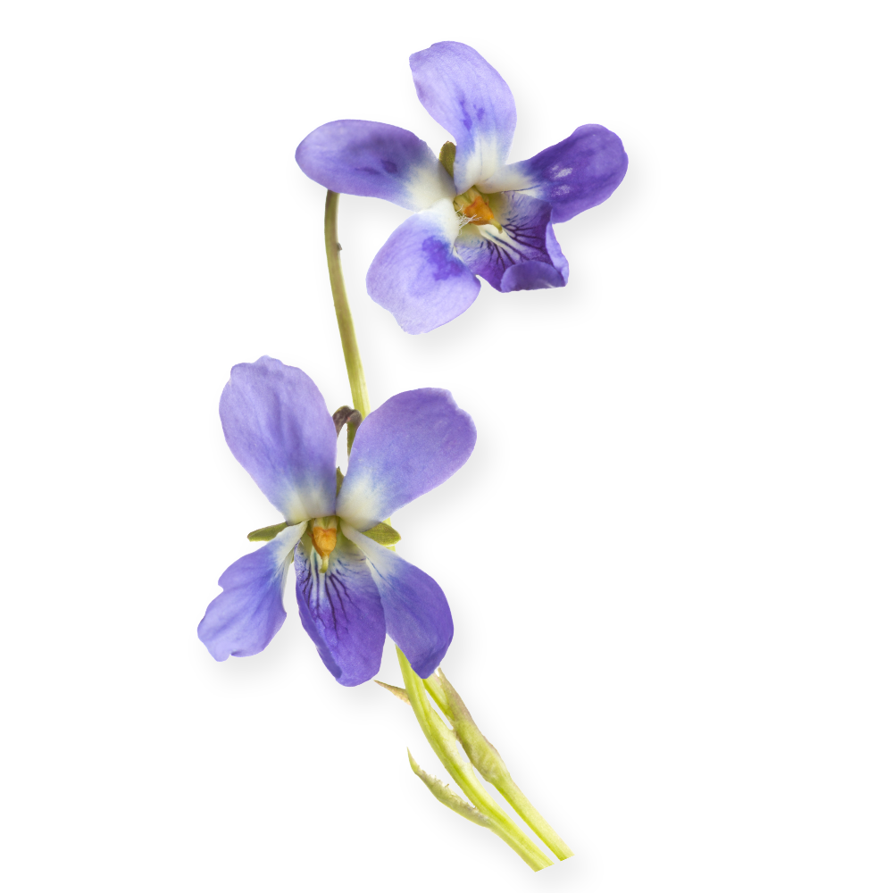 Violet
