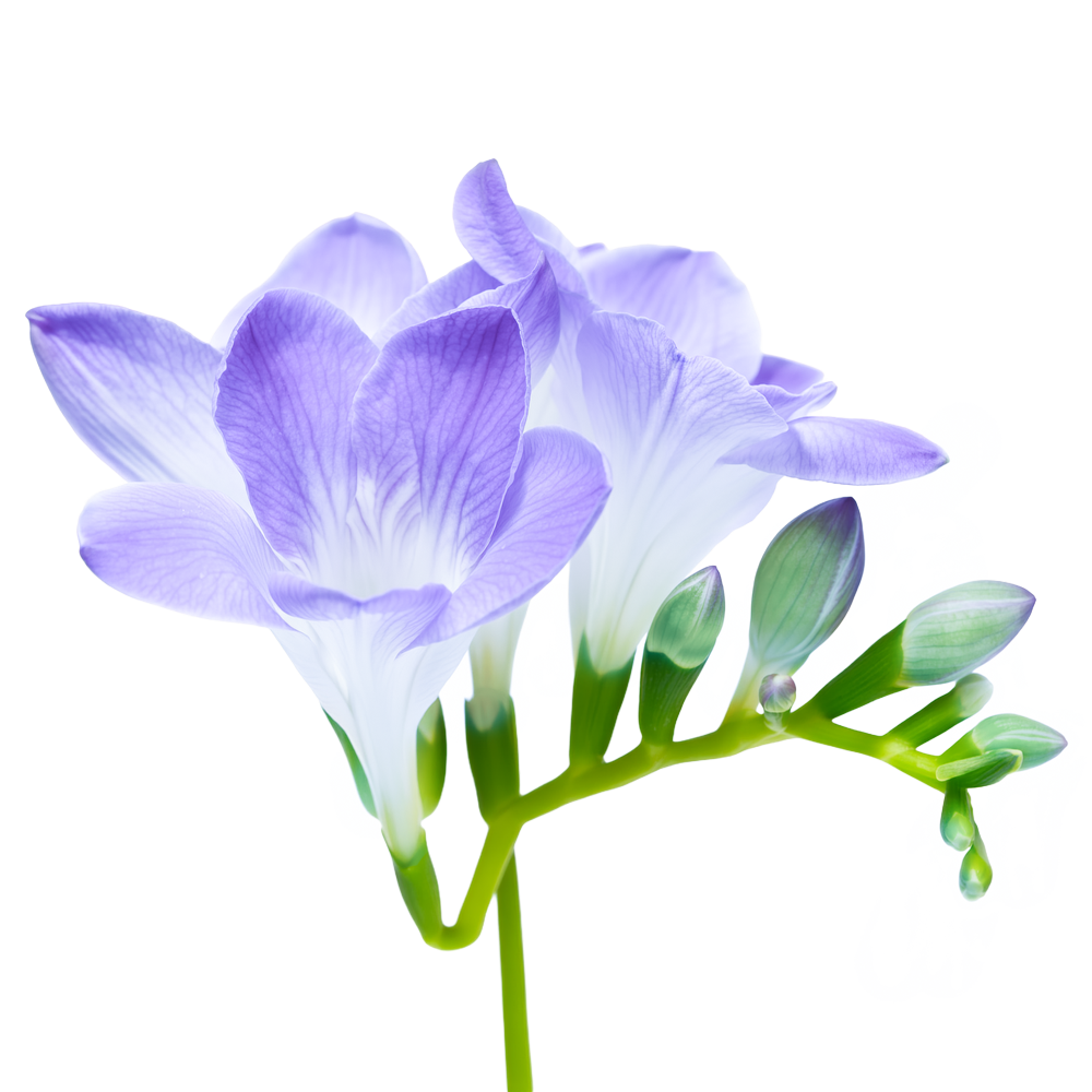 Freesia